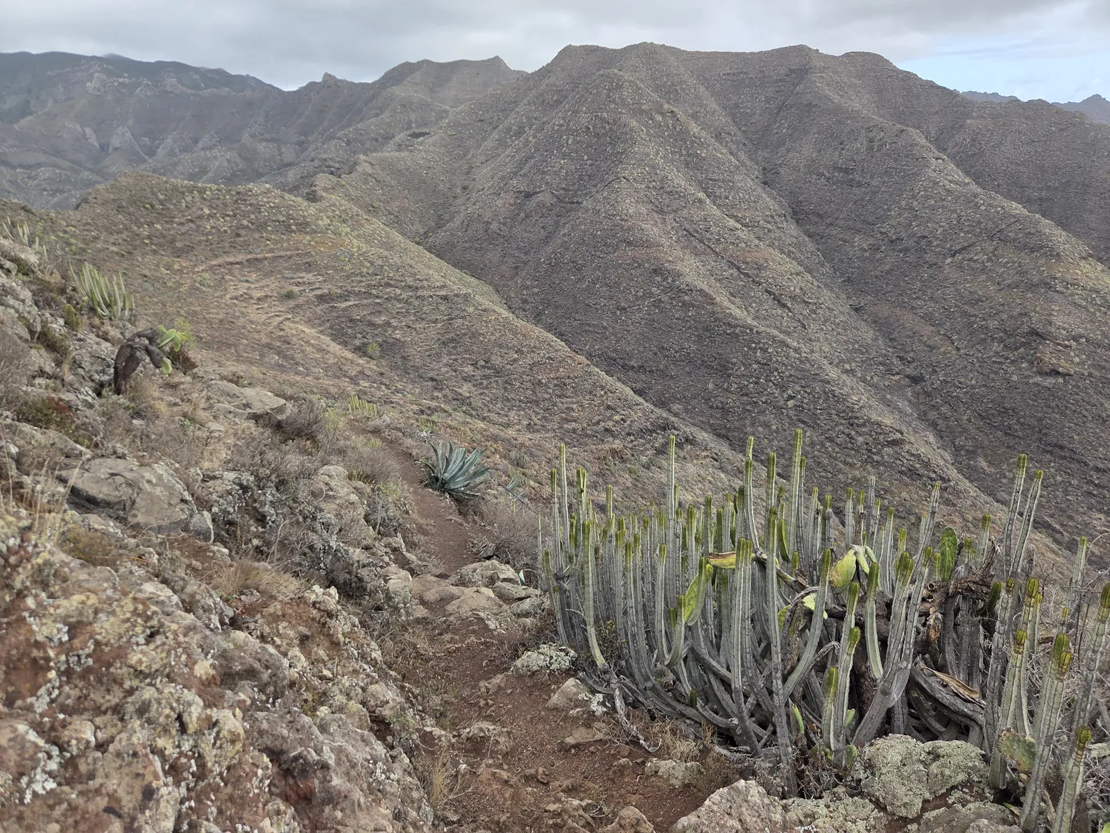 Camino rocoso entre cardones en el barranco de Zapata